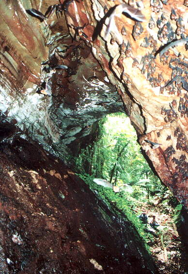 Entrance to Gua Reamau cave, Borneo